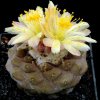 Copiapoa_barquitensis_1